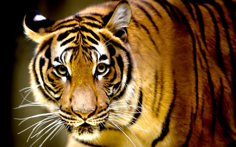 Tiger Looking Forward — Orange, Intense, Photograph, Whiskers