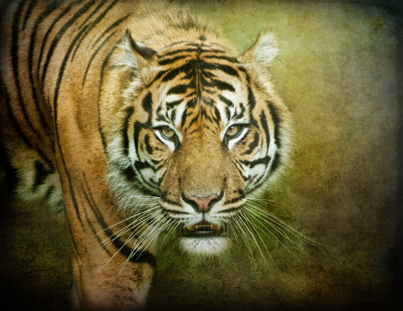 Tiger Looking Forward — Orange, Intense