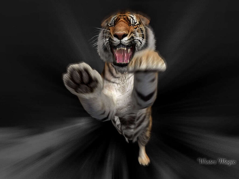 Tiger Lunging Forward