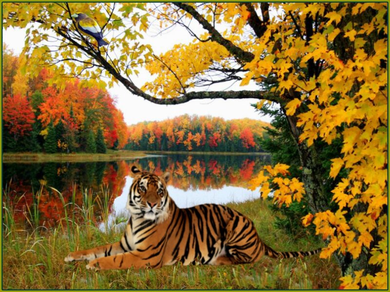 Tiger Lying by Lake