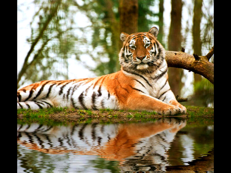 Tiger Lying by Water — Orange, Calm