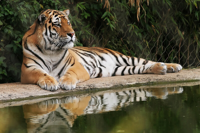 Tiger Lying by Water — Orange