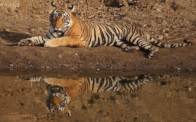Tiger Lying by Water