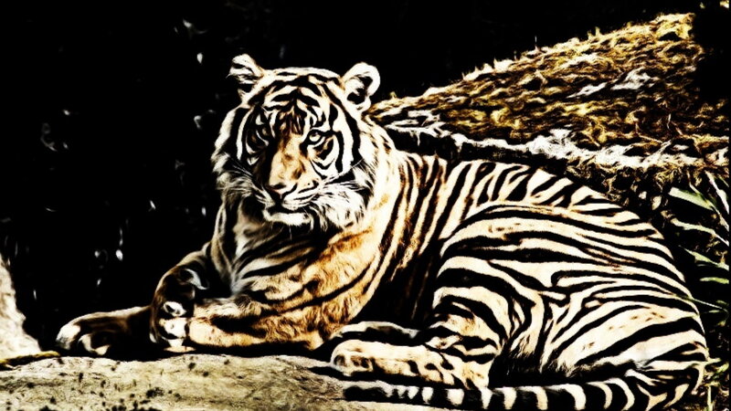 Tiger Lying Down — Black