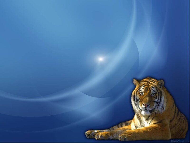 Tiger Lying Down — Blue, Calm, Digital Art, Blue Background, Light Swirl