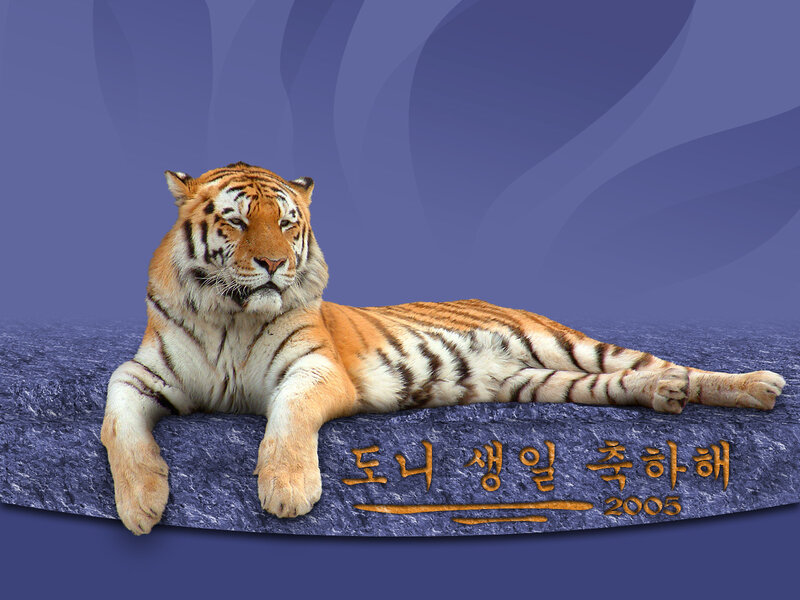 Tiger Lying Down — Blue, Calm