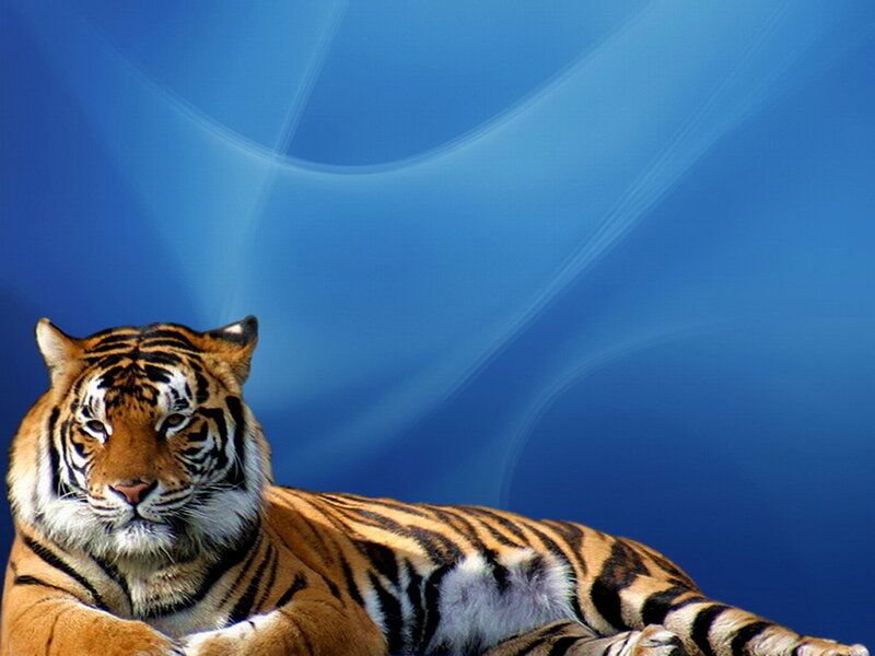 Tiger Lying Down — Blue