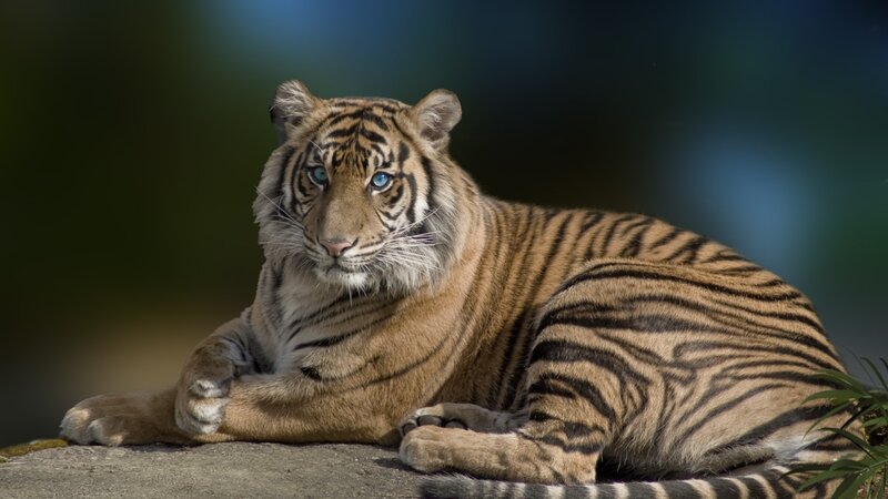 Tiger Lying Down — Brown, Calm