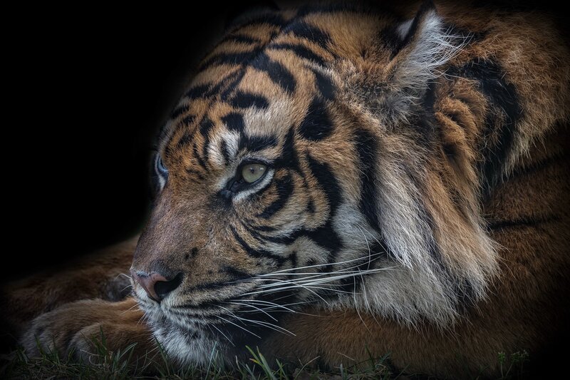 Tiger Lying Down — Brown, Dramatic