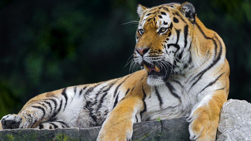 Tiger Lying Down — Orange, Alert, Photograph