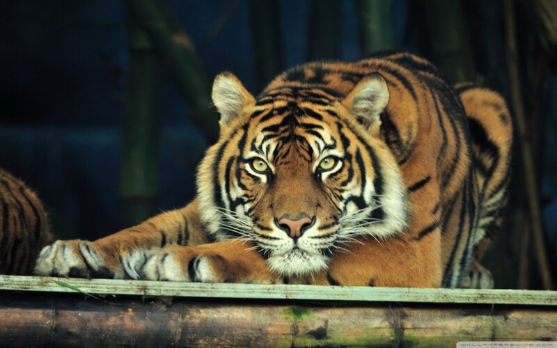 Tiger Lying Down — Orange, Alert