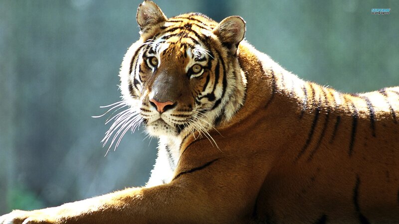 Tiger Lying Down — Orange, Calm, Afternoon, Photograph, Forest