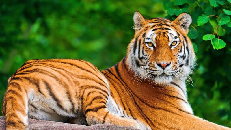 Tiger Lying Down — Orange, Calm, Afternoon, Photograph, Green Leaves, Rock