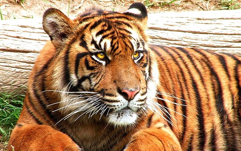 Tiger Lying Down — Orange, Calm, Afternoon, Photograph, Log, Grass