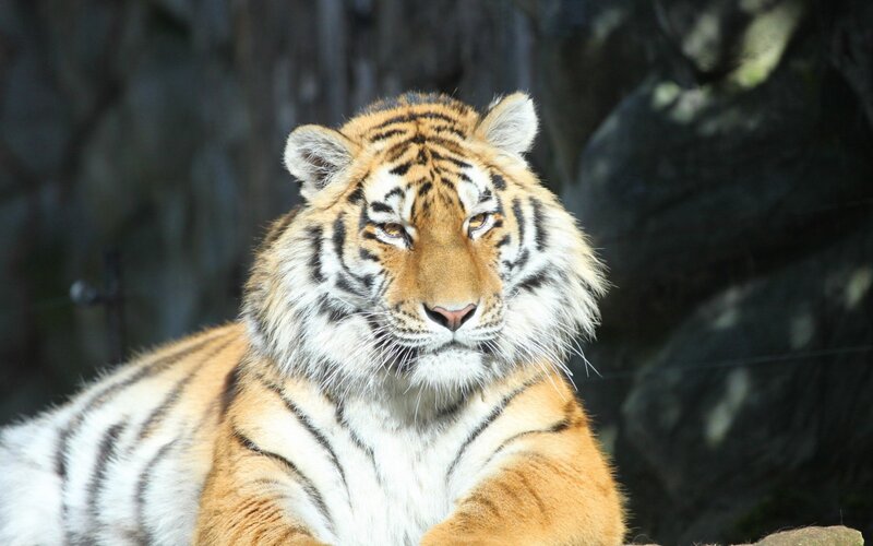 Tiger Lying Down — Orange, Calm, Afternoon, Photograph, Rocks