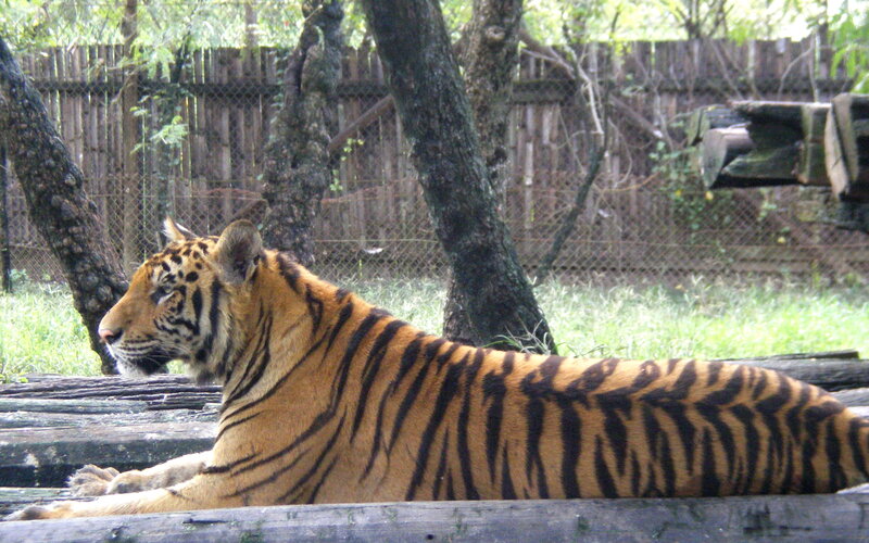 Tiger Lying Down — Orange, Calm, Afternoon, Photograph