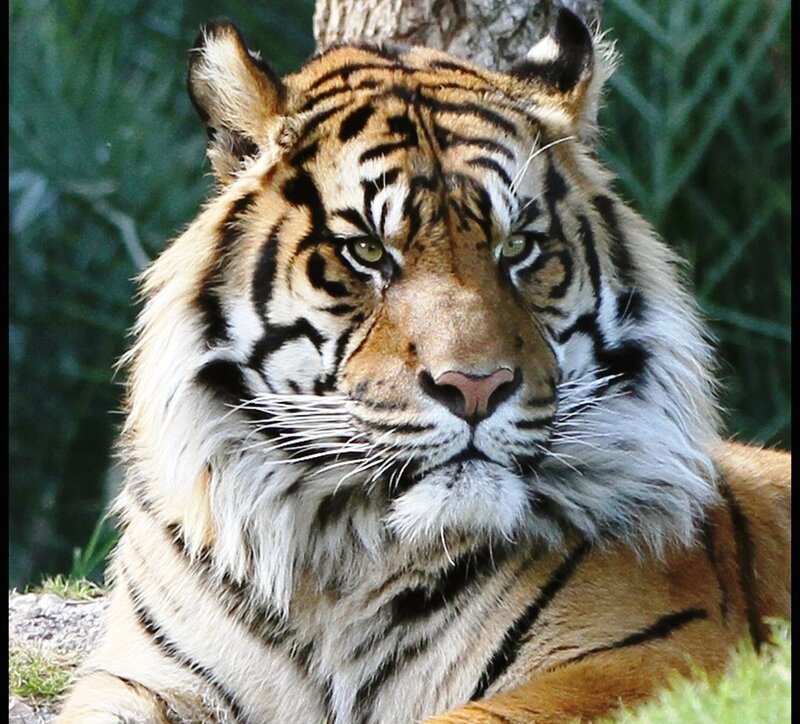 Tiger Lying Down — Orange, Calm, Afternoon, Photograph, Tree