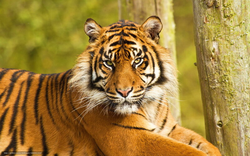 Tiger Lying Down — Orange, Calm, Afternoon, Photograph, Tree Trunk, Forest