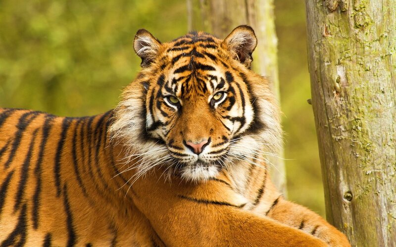 Tiger Lying Down — Orange, Calm, Afternoon, Photograph, Tree Trunk