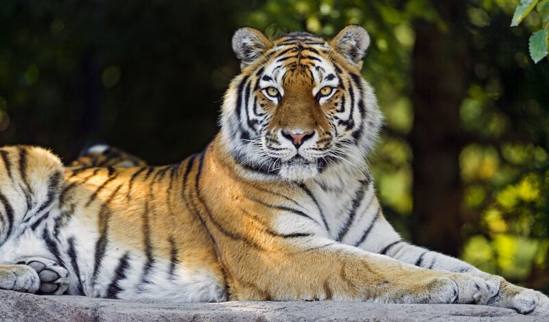 Tiger Lying Down — Orange, Calm, Afternoon, Photograph, Trees, Rock