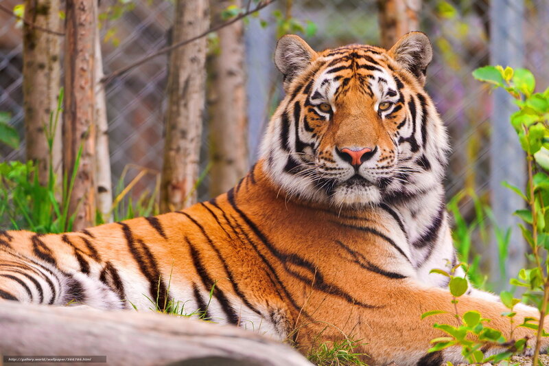 Tiger Lying Down — Orange, Calm, Afternoon, Photograph, Trees