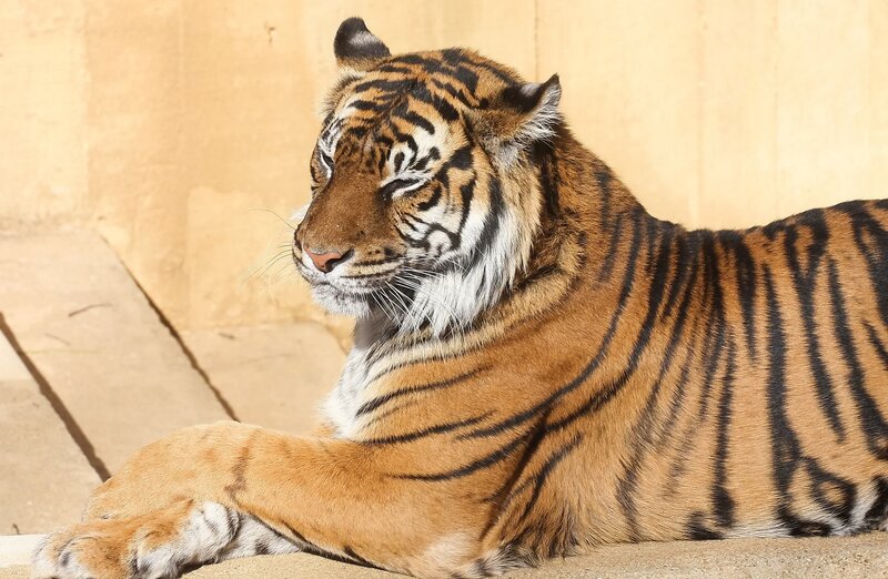 Tiger Lying Down — Orange, Calm, Afternoon, Photograph, Wall