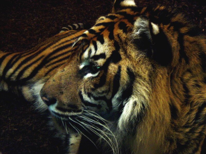 Tiger Lying Down — Orange, Calm, Night
