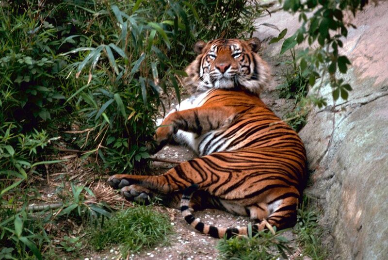 Tiger Lying Down — Orange, Calm, Photograph, Bamboo