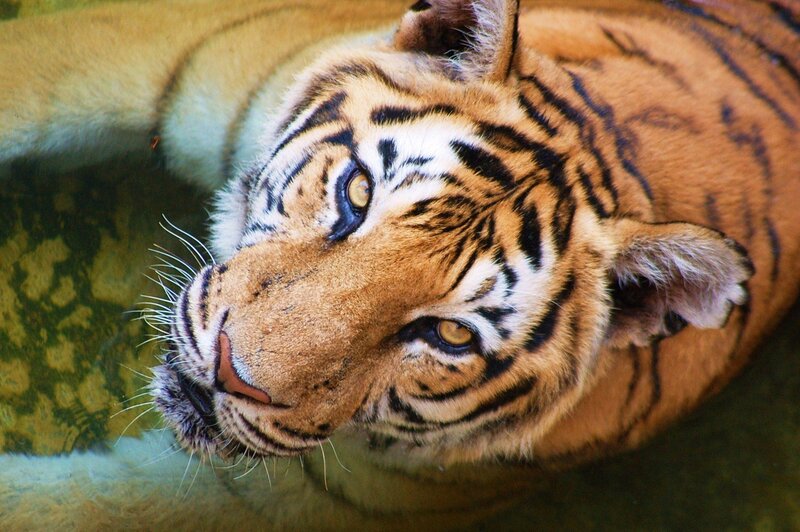 Tiger Lying Down — Orange, Calm, Photograph, Eyes
