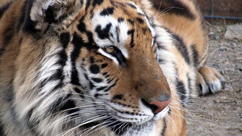 Tiger Lying Down — Orange, Calm, Photograph, Fence