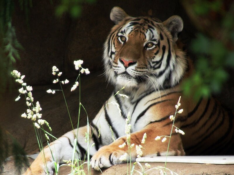 Tiger Lying Down — Orange, Calm, Photograph, Flowers, Plants
