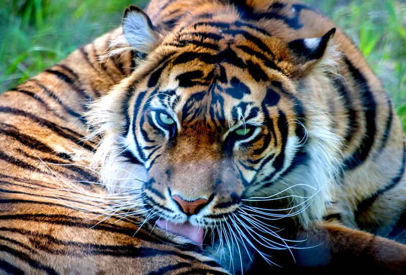Tiger Lying Down — Orange, Calm, Photograph, Grass