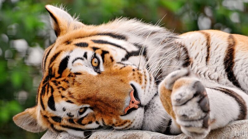 Tiger Lying Down — Orange, Calm, Photograph, Green Foliage