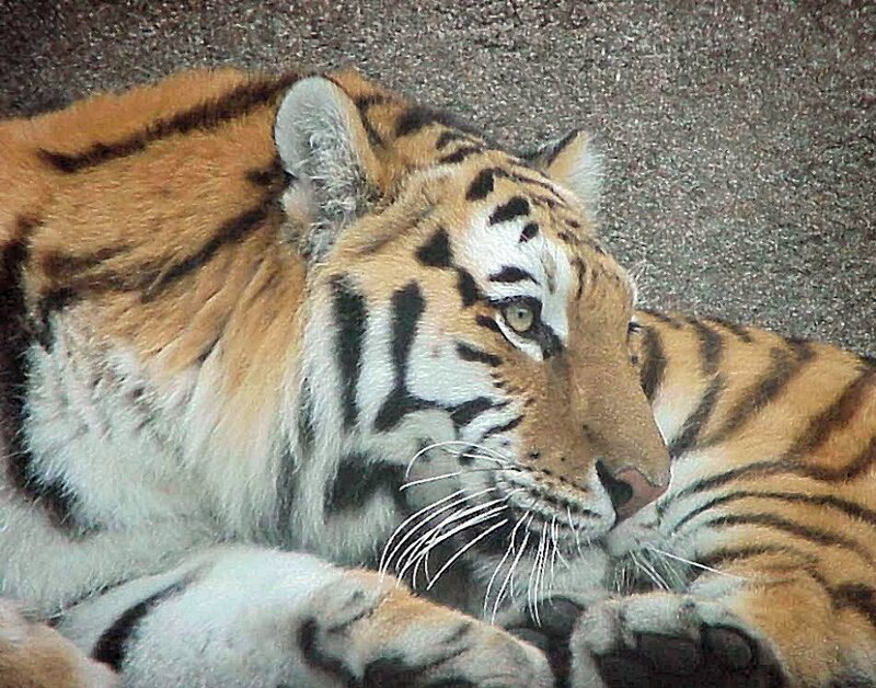 Tiger Lying Down — Orange, Calm, Photograph, Ground, Black