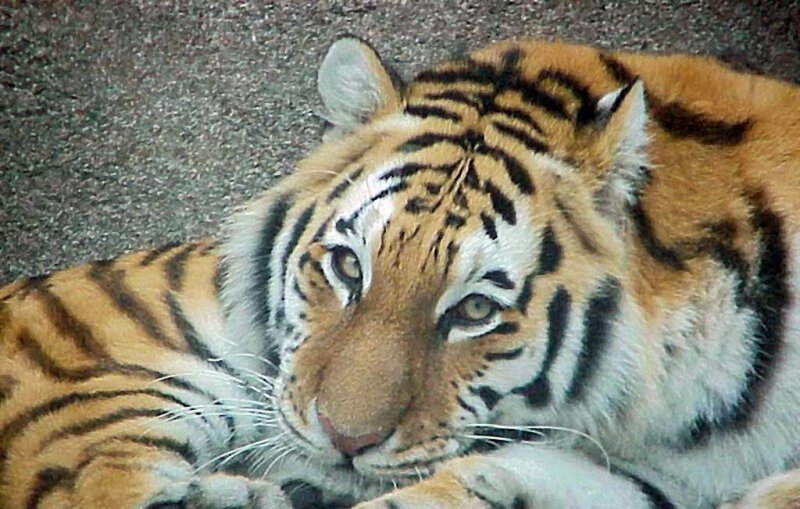 Tiger Lying Down — Orange, Calm, Photograph, Ground, Black, White