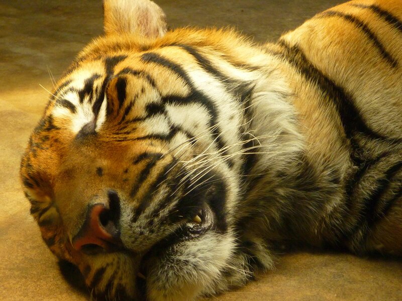 Tiger Lying Down — Orange, Calm, Photograph, Ground