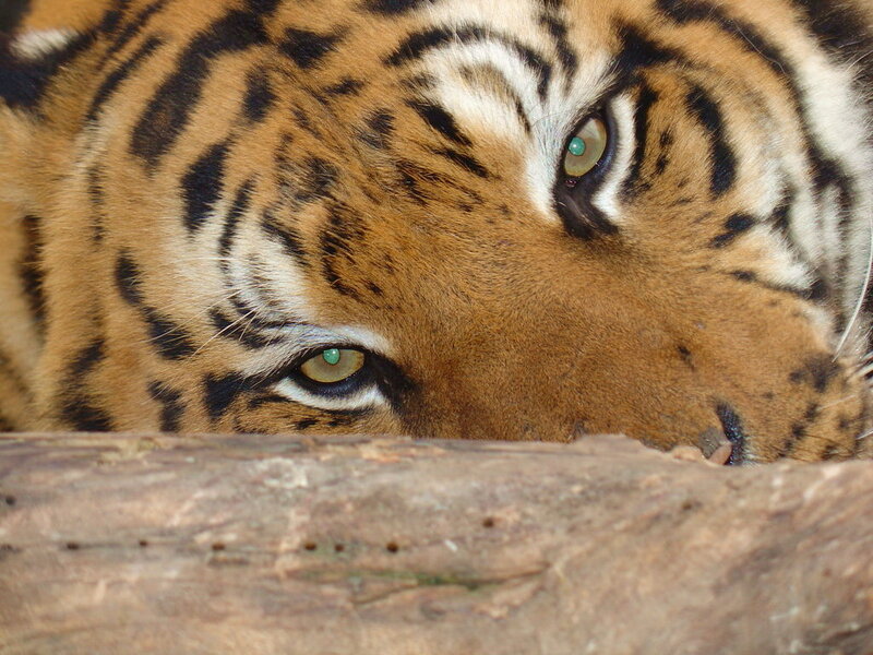 Tiger Lying Down — Orange, Calm, Photograph, Log