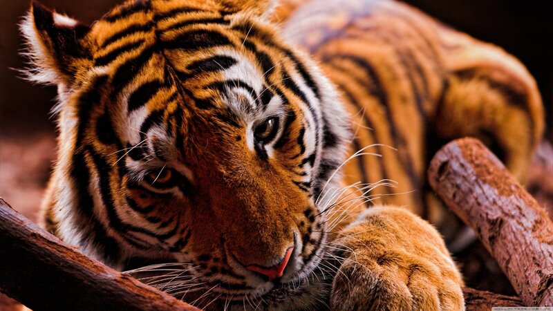 Tiger Lying Down — Orange, Calm, Photograph, Log, Whiskers