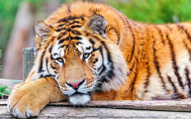 Tiger Lying Down — Orange, Calm, Photograph, Log, Wooden Post