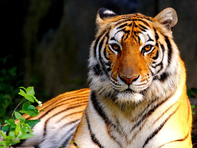 Tiger Lying Down — Orange, Calm, Photograph, Plant