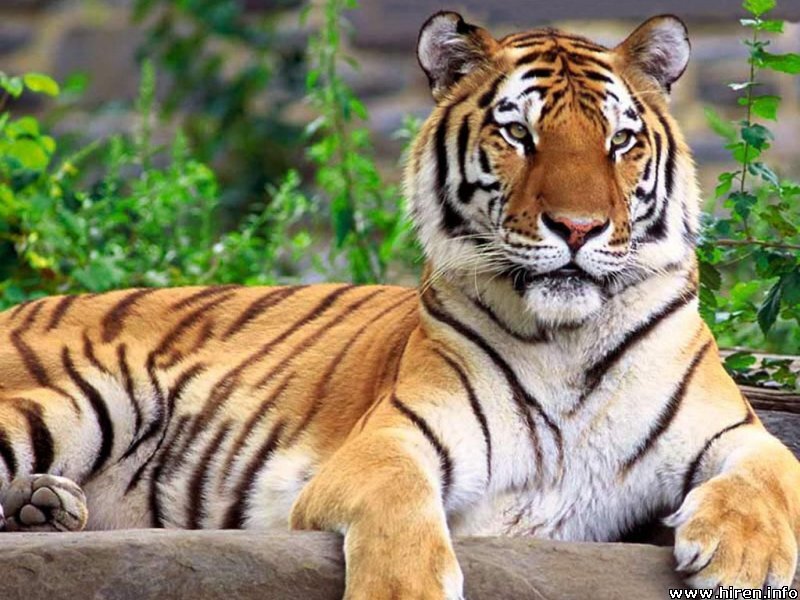 Tiger Lying Down — Orange, Calm, Photograph, Plants