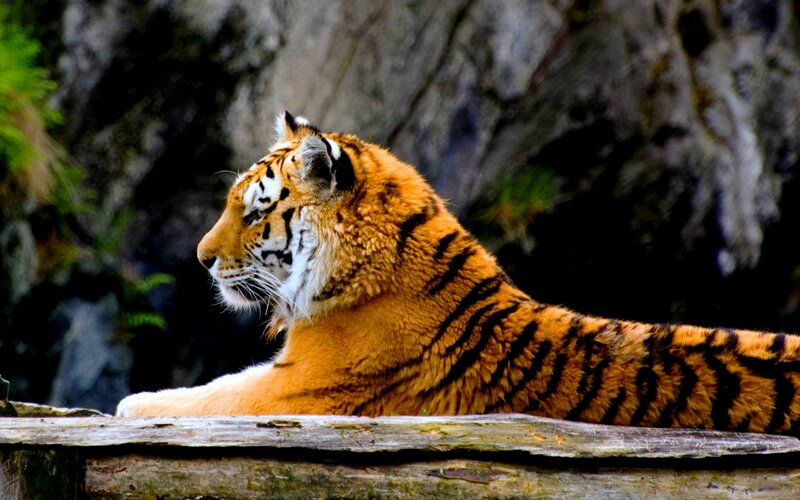 Tiger Lying Down — Orange, Calm, Photograph, Rock, Log