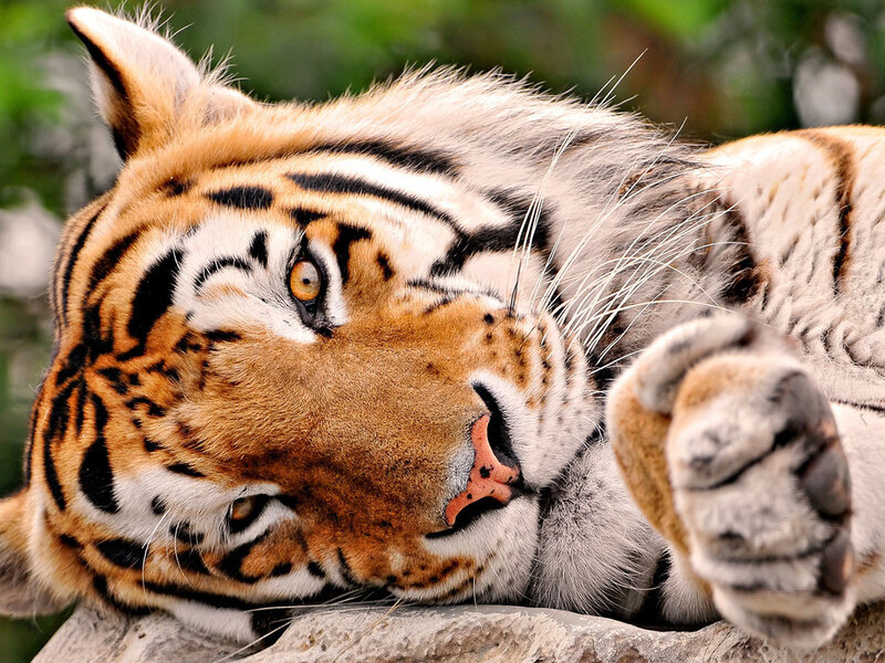 Tiger Lying Down — Orange, Calm, Photograph, Rock