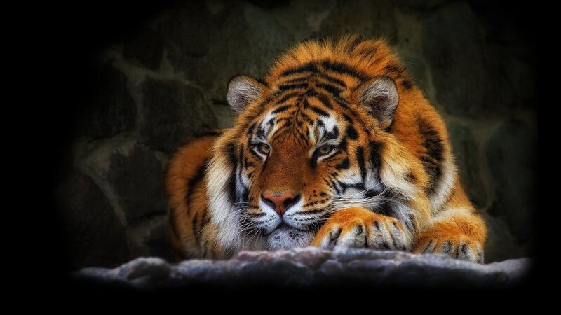 Tiger Lying Down — Orange, Calm, Photograph, Rock Wall, Paws, Black