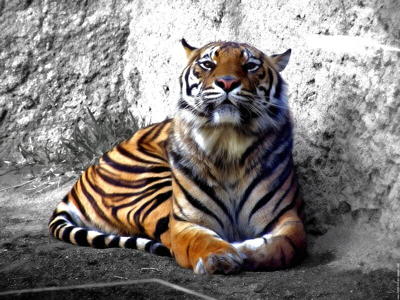 Tiger Lying Down — Orange, Calm, Photograph, Rock Wall