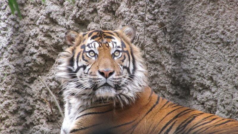 Tiger Lying Down — Orange, Calm, Photograph, Rock Wall, Whiskers