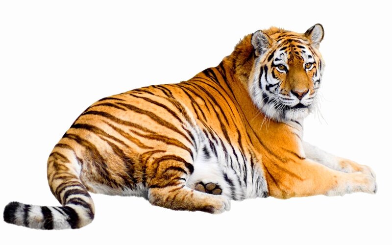 Tiger Lying Down — Orange, Calm, Photograph, Stripes
