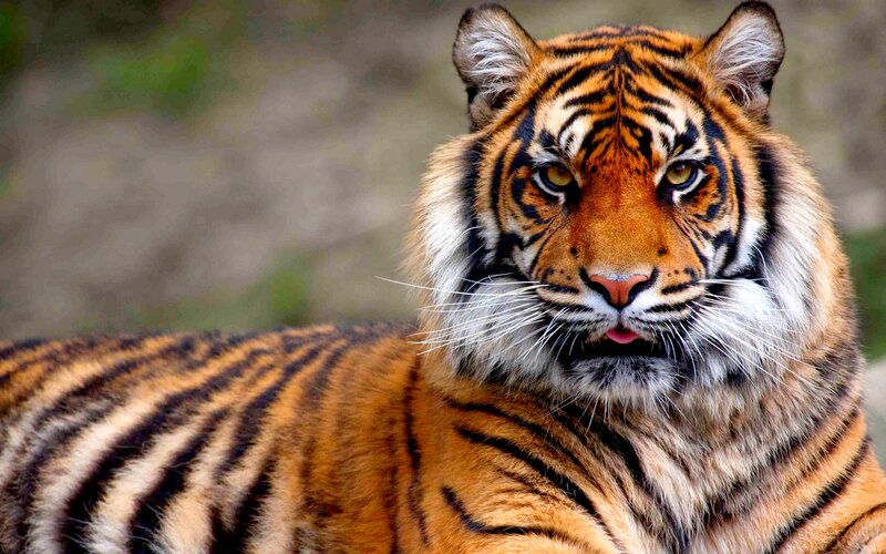 Tiger Lying Down — Orange, Calm, Photograph, Stripes, Whiskers, Forest