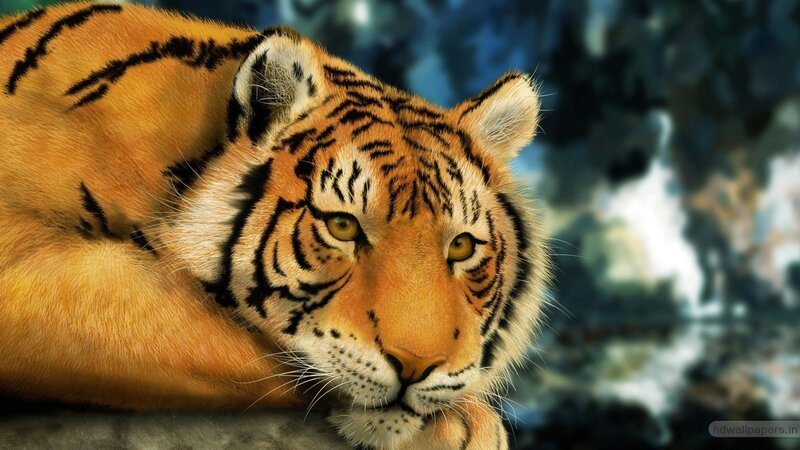 Tiger Lying Down — Orange, Calm, Photograph