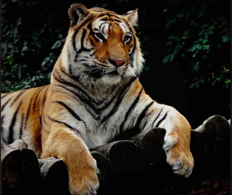 Tiger Lying Down — Orange, Calm, Photograph, Trees